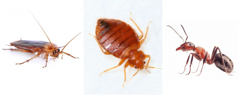 Дезинсекция холодным туманом