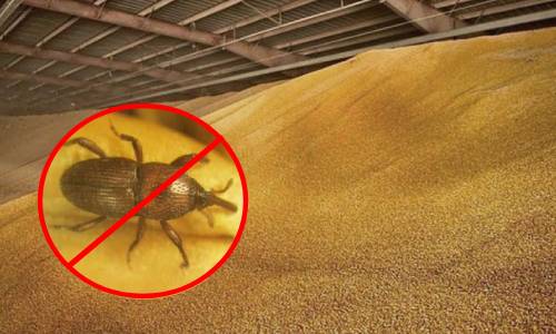 Как избавиться от долгоносика?